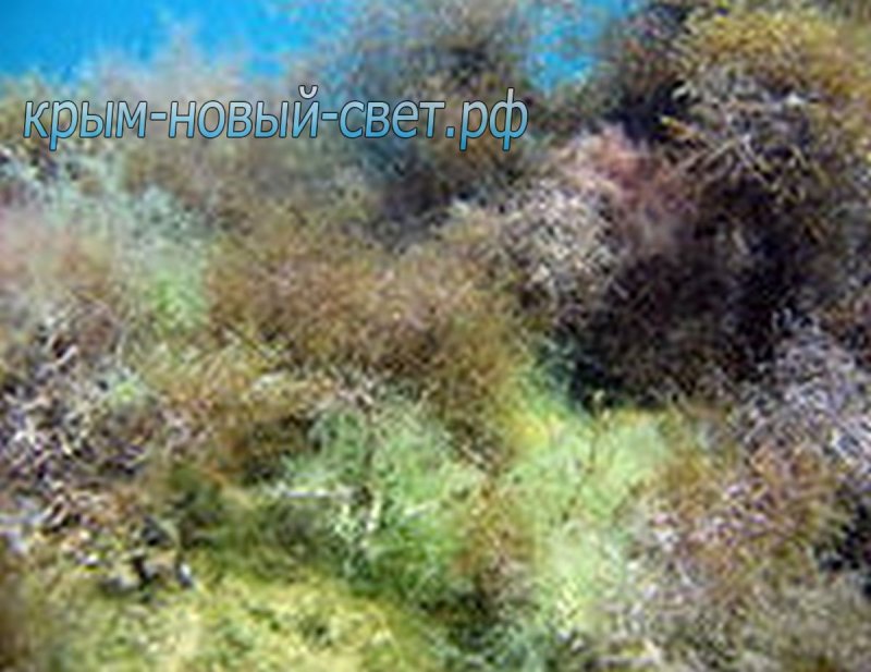 Бурые водоросли черного моря