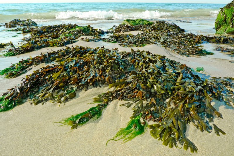 Прибрежные водоросли