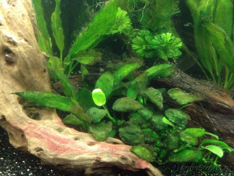 Зеленые диатомовые водоросли в аквариуме