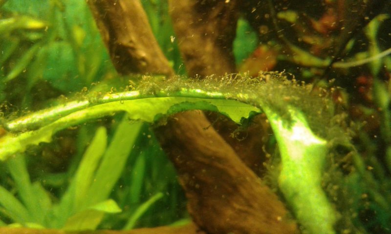 Черные нитчатые водоросли в аквариуме на растениях