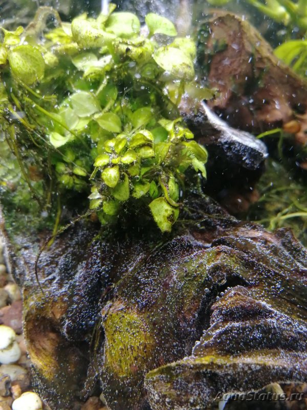 Низшие водоросли в аквариуме