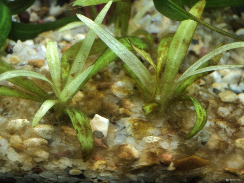 Бурые диатомовые водоросли в аквариуме