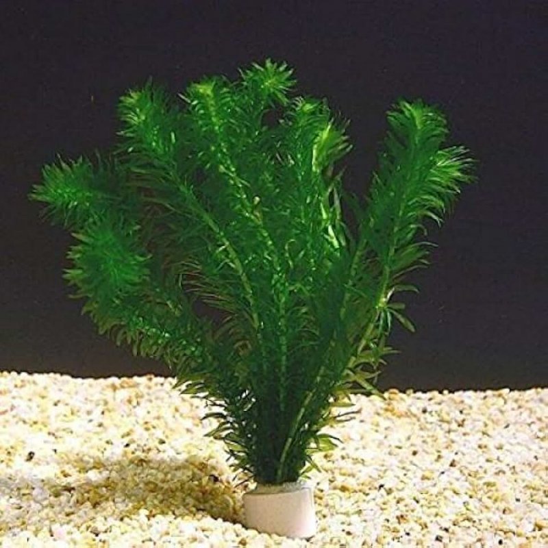 Элодея аквариумное растение