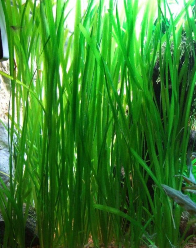 Валлиснерия спиральная аквариумное растение