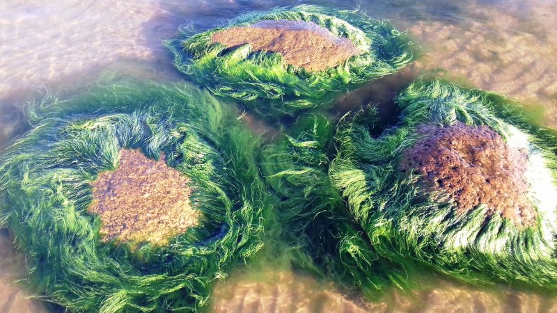 Изумрудные водоросли