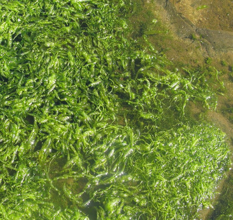 Зеленая водоросль энтероморфа