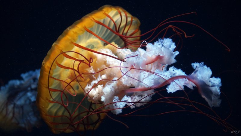 Ракообразная медуза