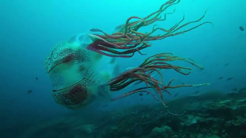 Редкая медуза у берегов Папуа новой Гвинеи