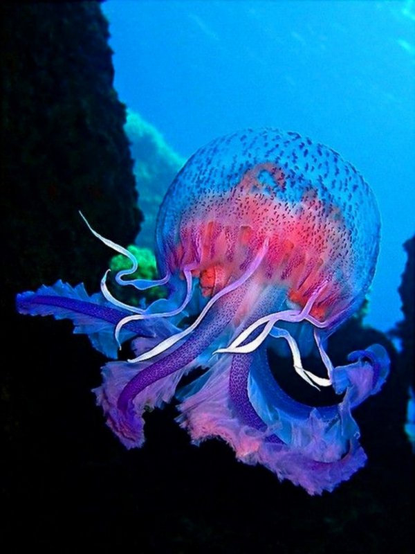 Медуза ночесветка