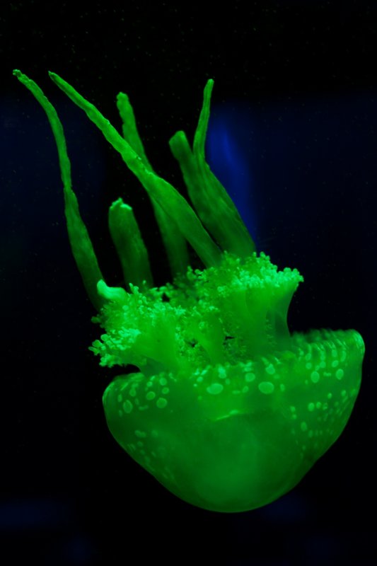 Зеленая медуза