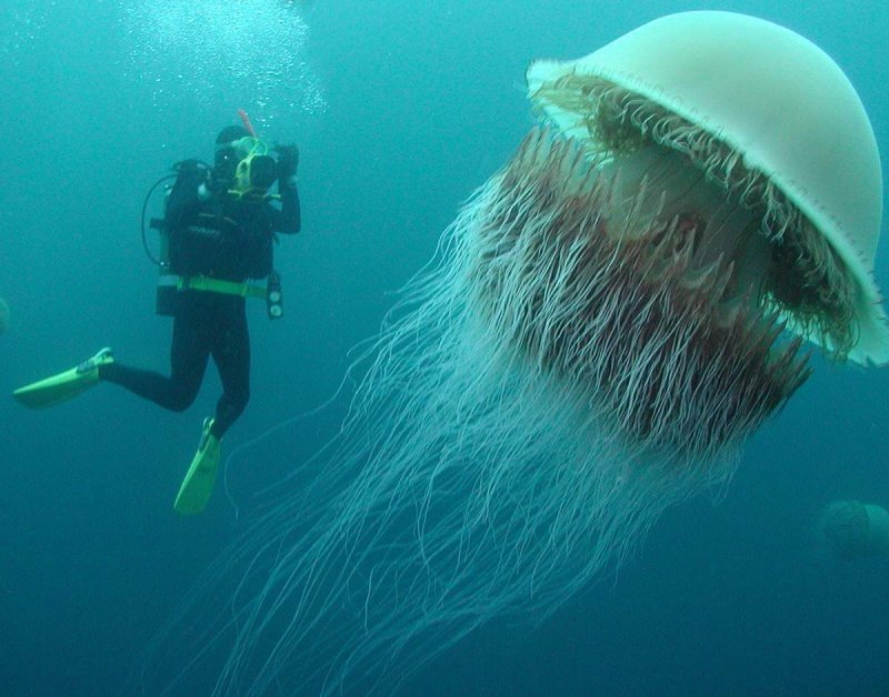 Медуза цианея гигантская