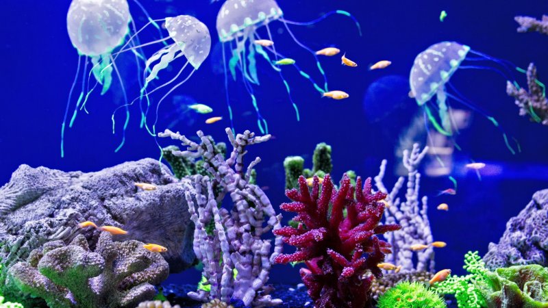 Дно океана с медузами