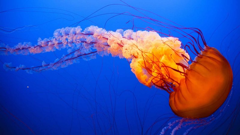 Ядовитые Сцифоидные медузы