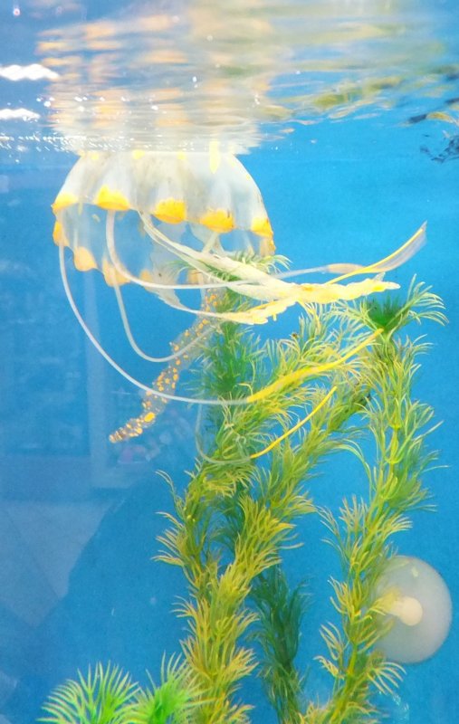 Медуза ламинария