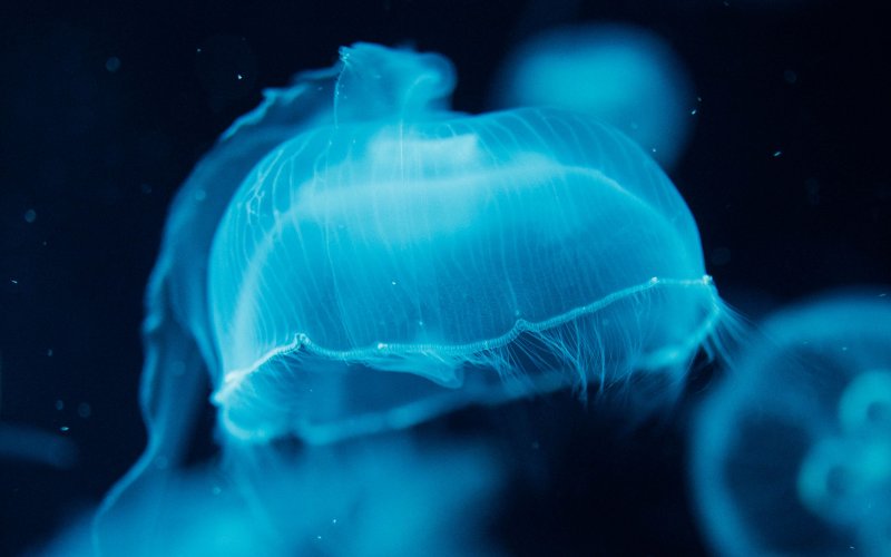Медуза прозрачная