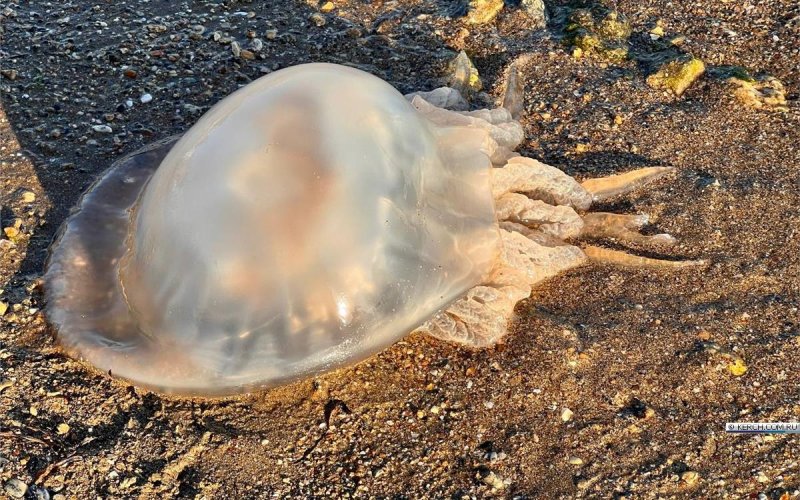 Черноморские медузы