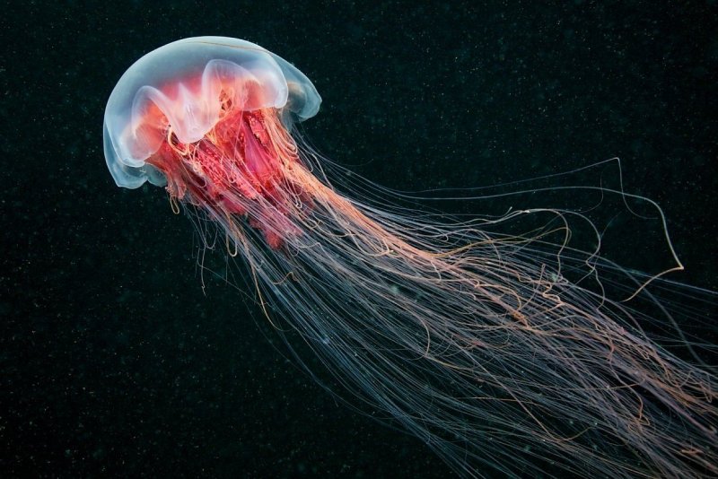 Медуза волосистая цианея
