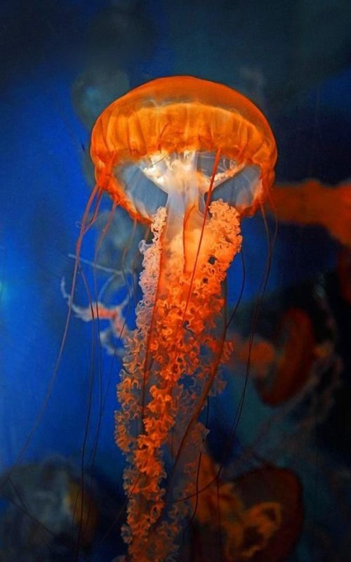 Тихоокеанская морская крапива медуза