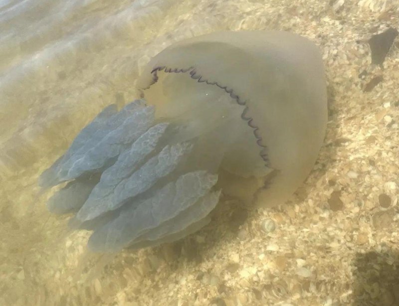 Медузы в Таганрогском заливе