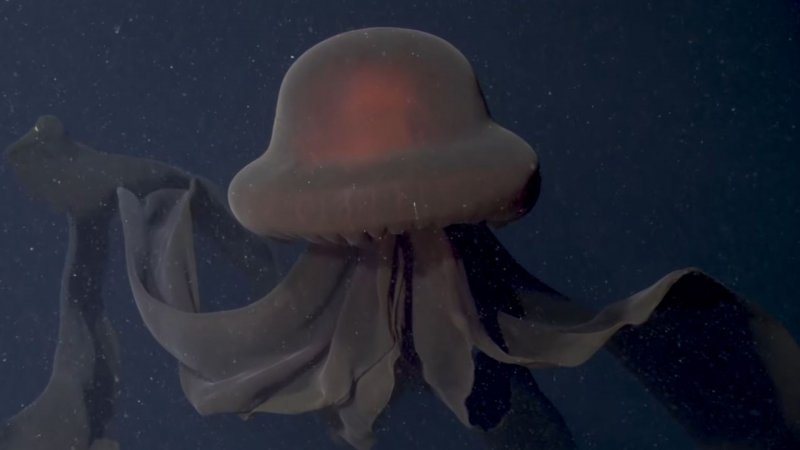 Медуза Фантом Stygiomedusa gigantea