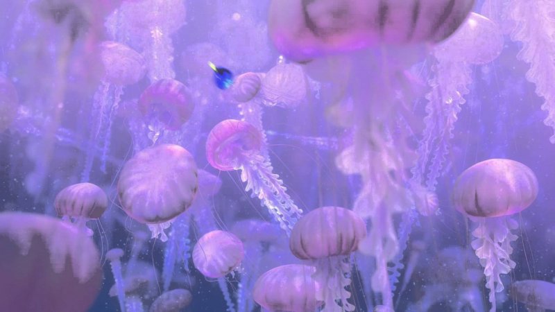 Медузы кембрийского периода
