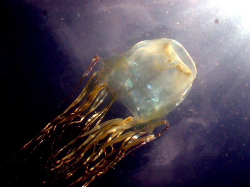 Какая самая ядовитая медуза