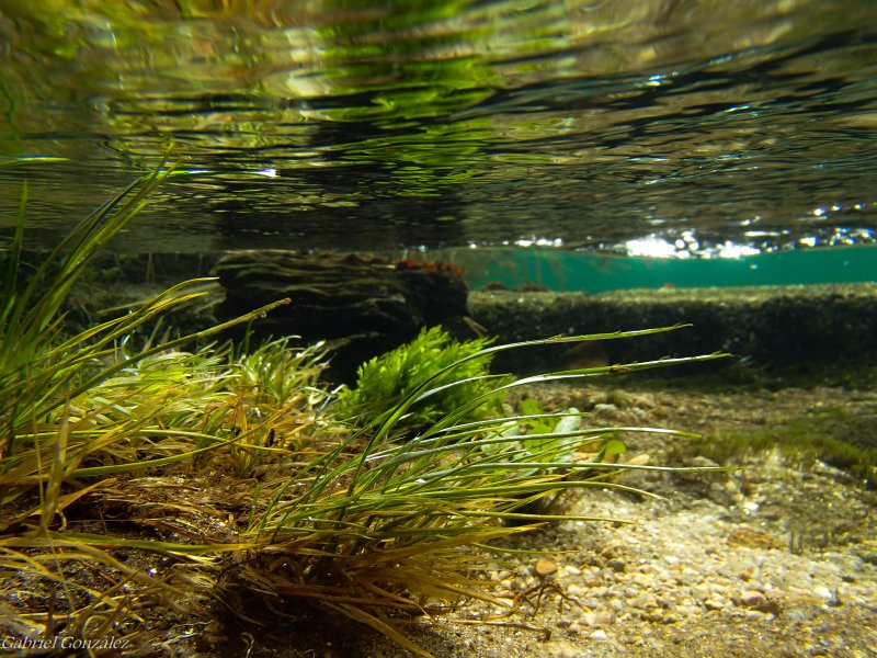 Подводные растения водоемов