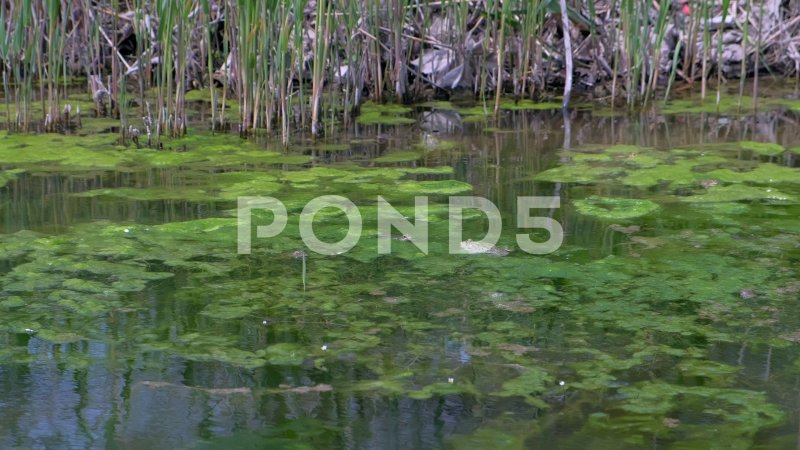 Картина с водой с водорослями болото