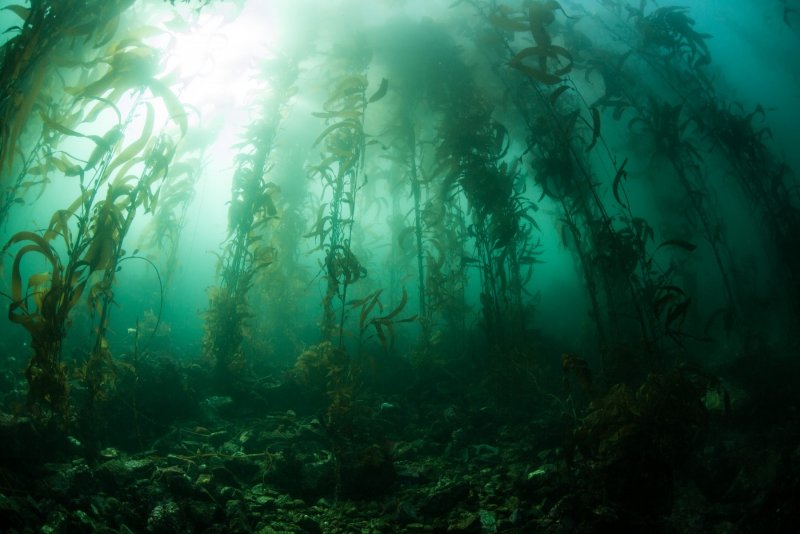 Подводный "лес"(Kelp Forest)