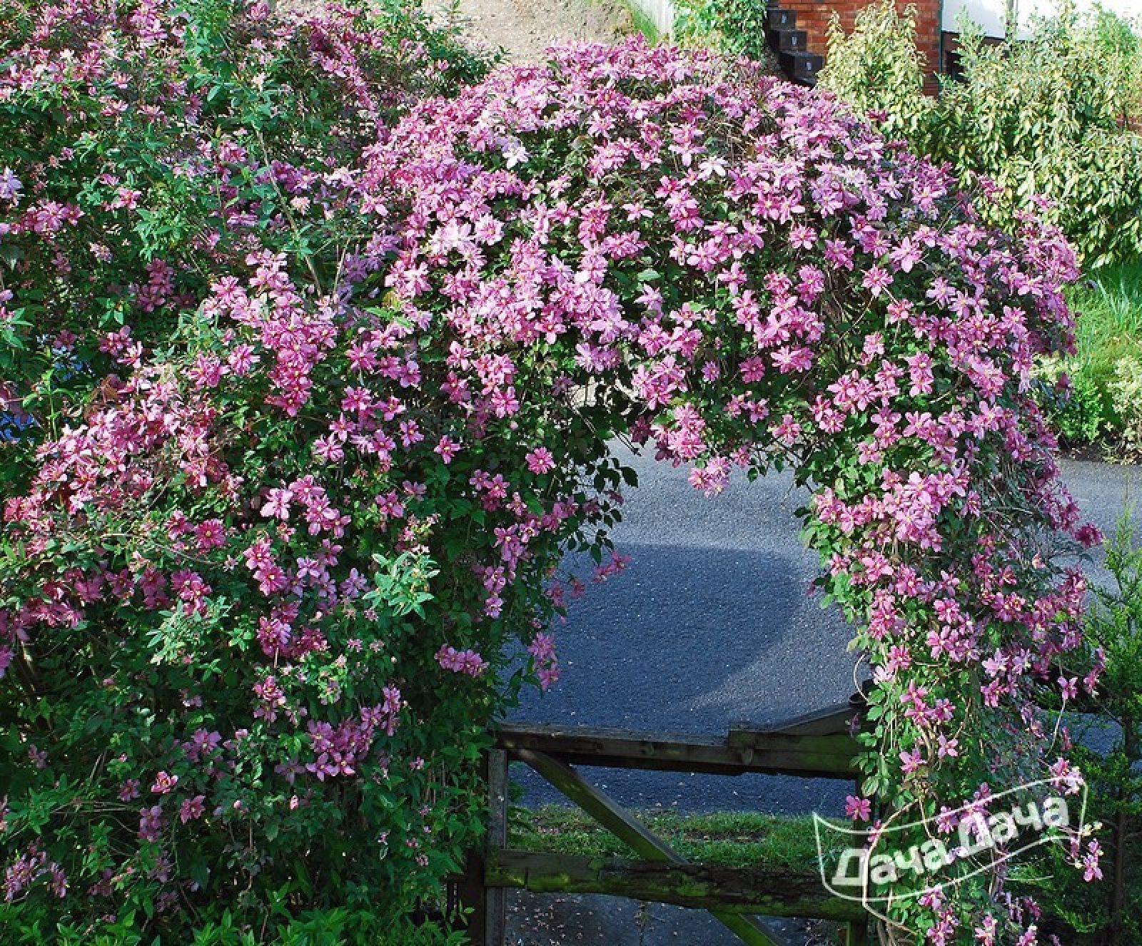 садовые вьющиеся цветы фото и название