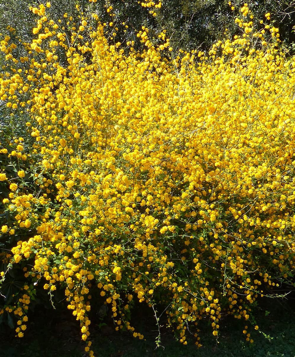 Как называется кустарник с желтыми цветами. Керрия японская. Керр я японская. Керрия японская Pleniflora. Куст японская керрия.