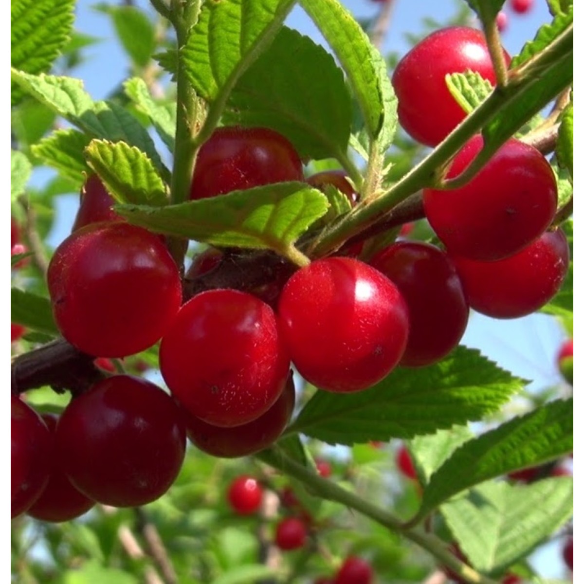 плоды войлочной вишни фото