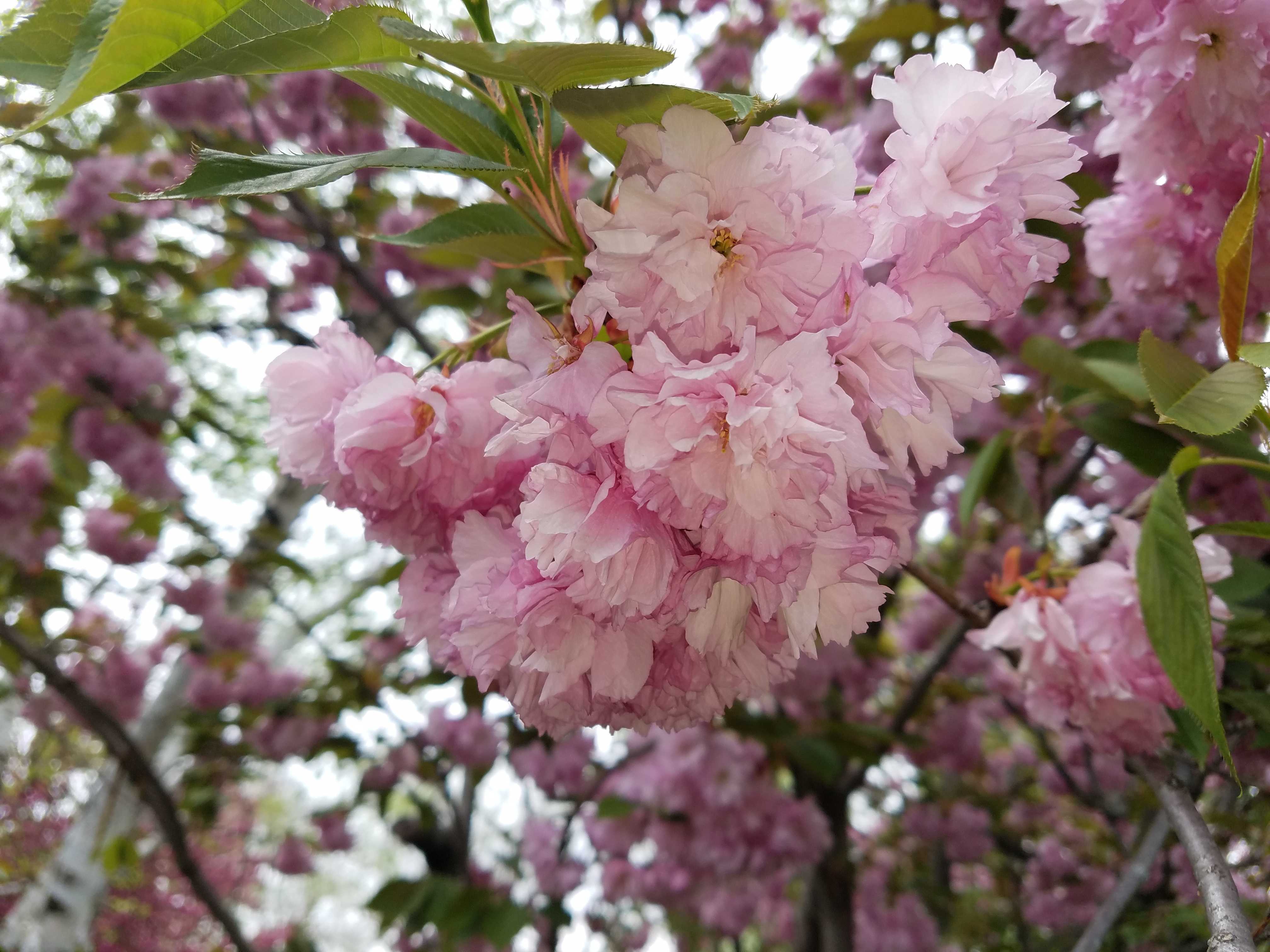 Кустарник цветущий розовыми цветами ранней весной. Сакура кустарник. Миндаль красивоцветущий. Красивоцветущие кустарники розовым. Цветущие кустарники розовые.