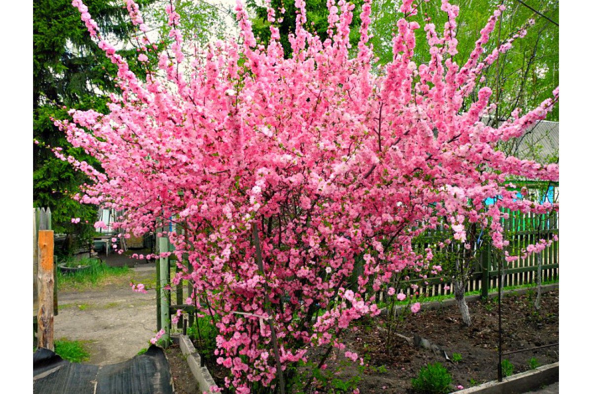 Розовые цветущие кустарники весной. Миндаль трехлопастный луизеания. Сакура (миндаль трехлопастной). Миндаль трехлопастной (Луизиания). Луизеания (миндаль трехлопастный, Сакура).