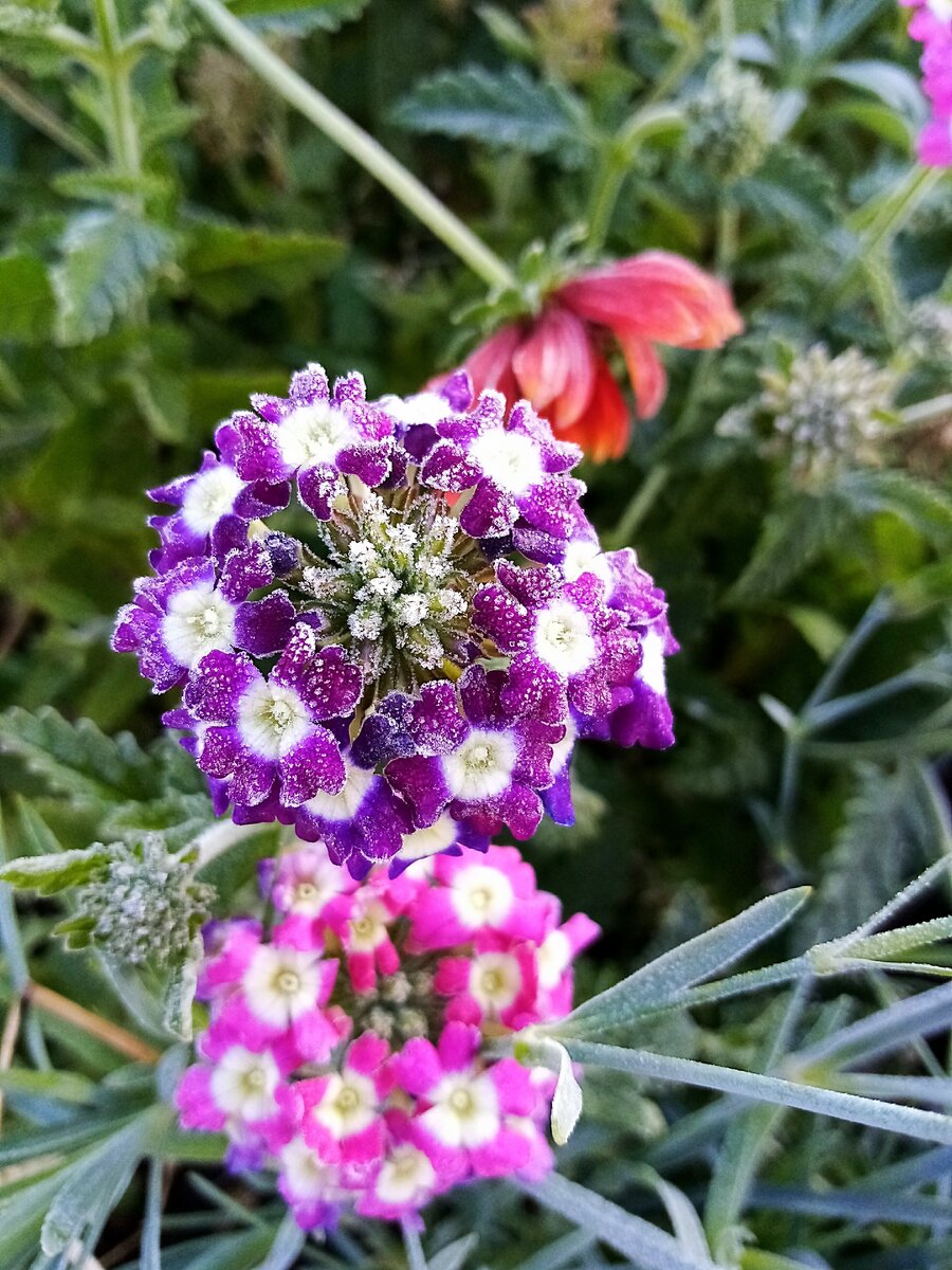 вербена цветок многолетний фото