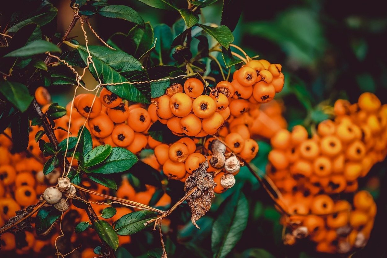 дерево с оранжевыми плодами фото и название