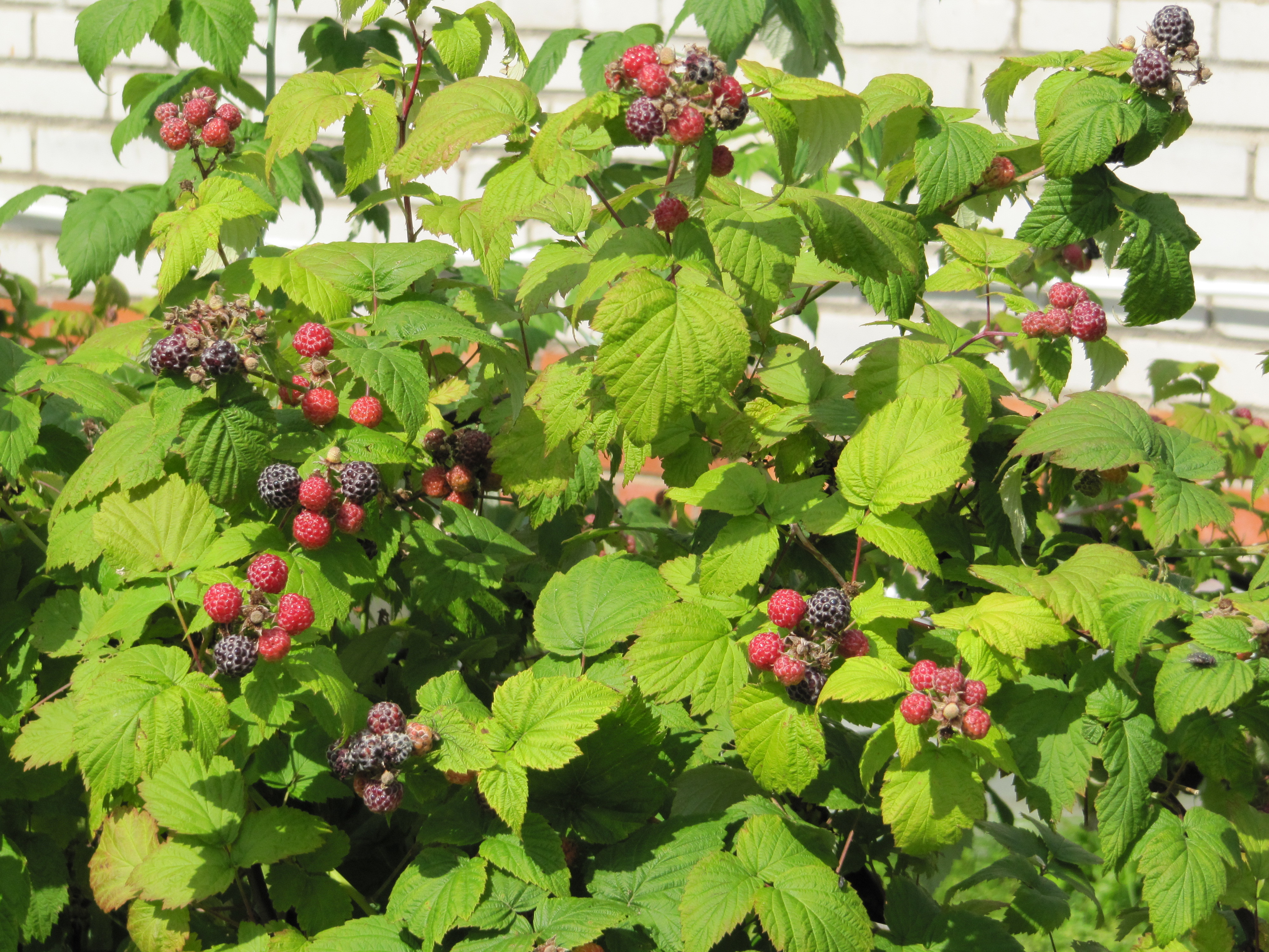 ежемалина садовая фото ягоды