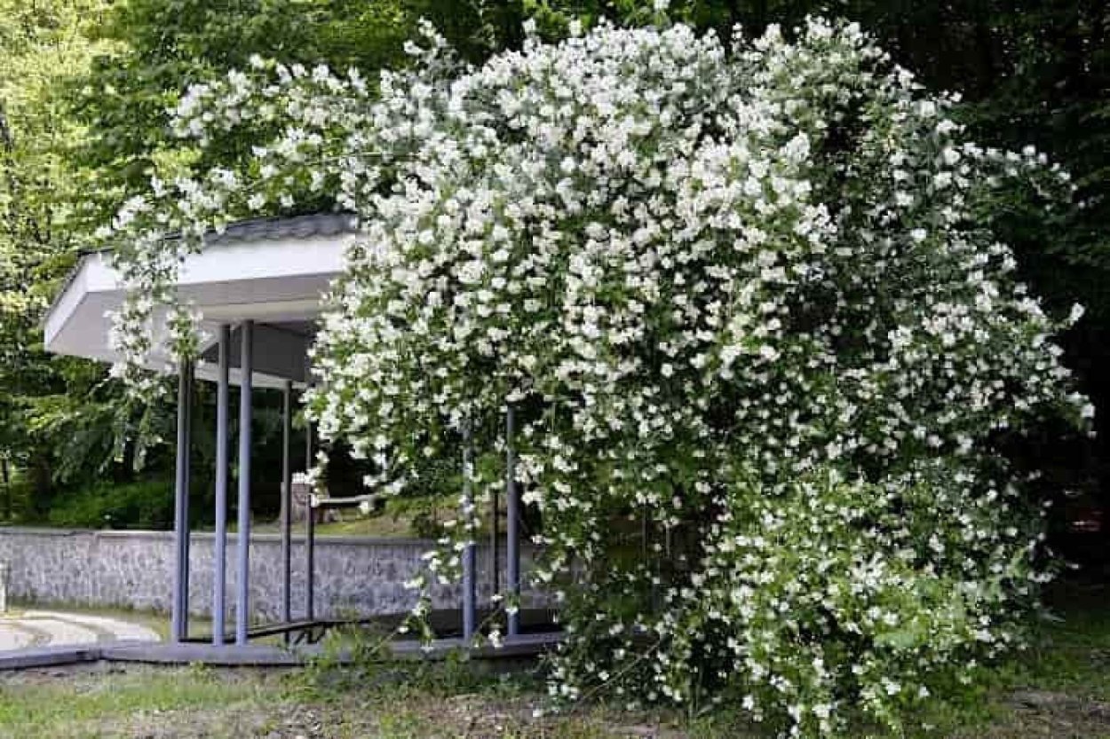 жасмин растение садовое фото