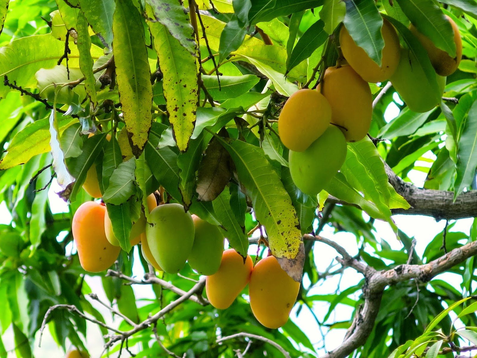 как растет манго в тайланде
