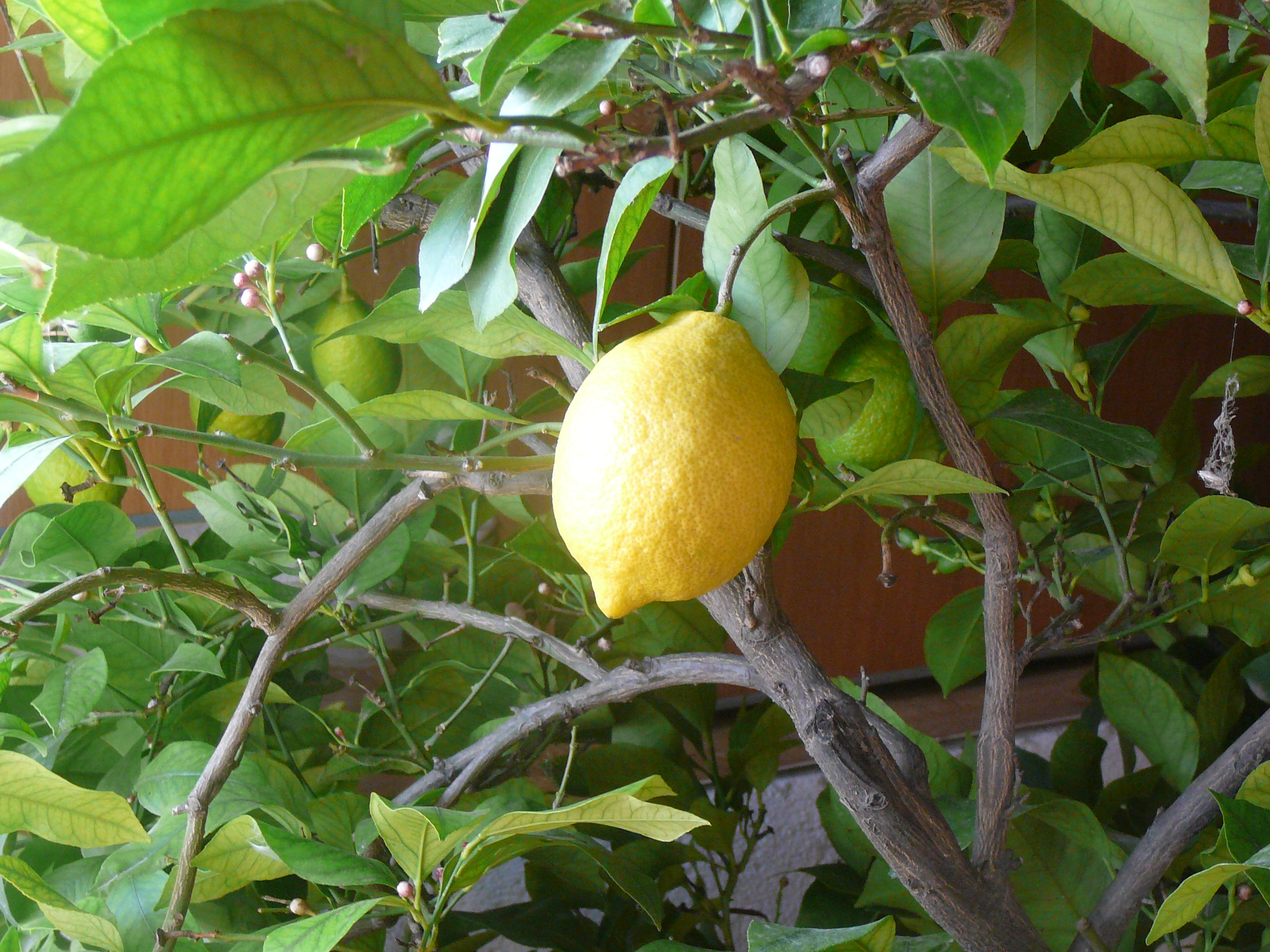фото лимон барнаул