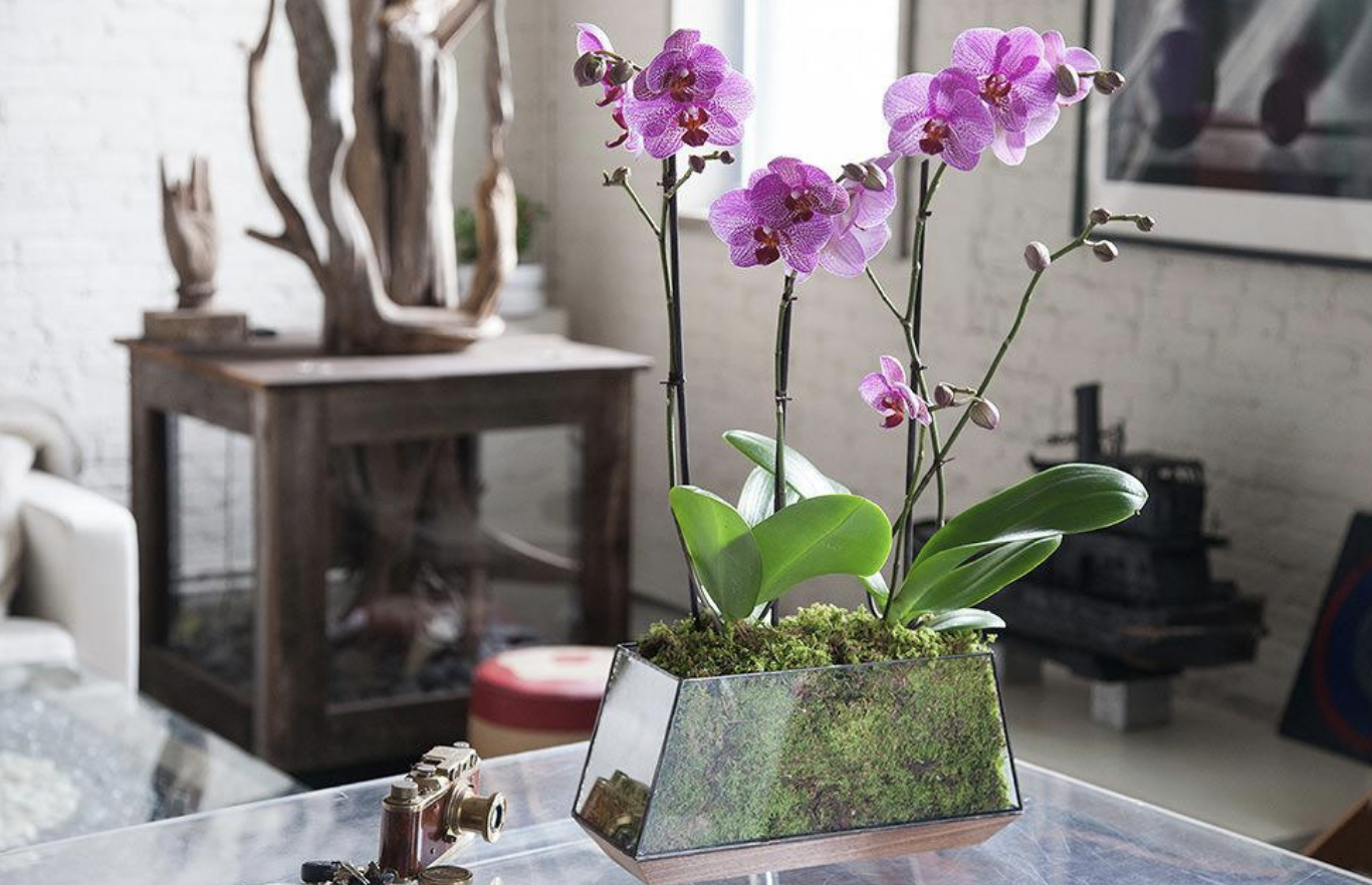 Орхидея в домашних условиях в воде. Орхидея фаленопсис мини. Орхидея фаленопсис в горшке. Орхидея фаленопсис 1 горшок. Орхидея фаленопсис в кашпо.