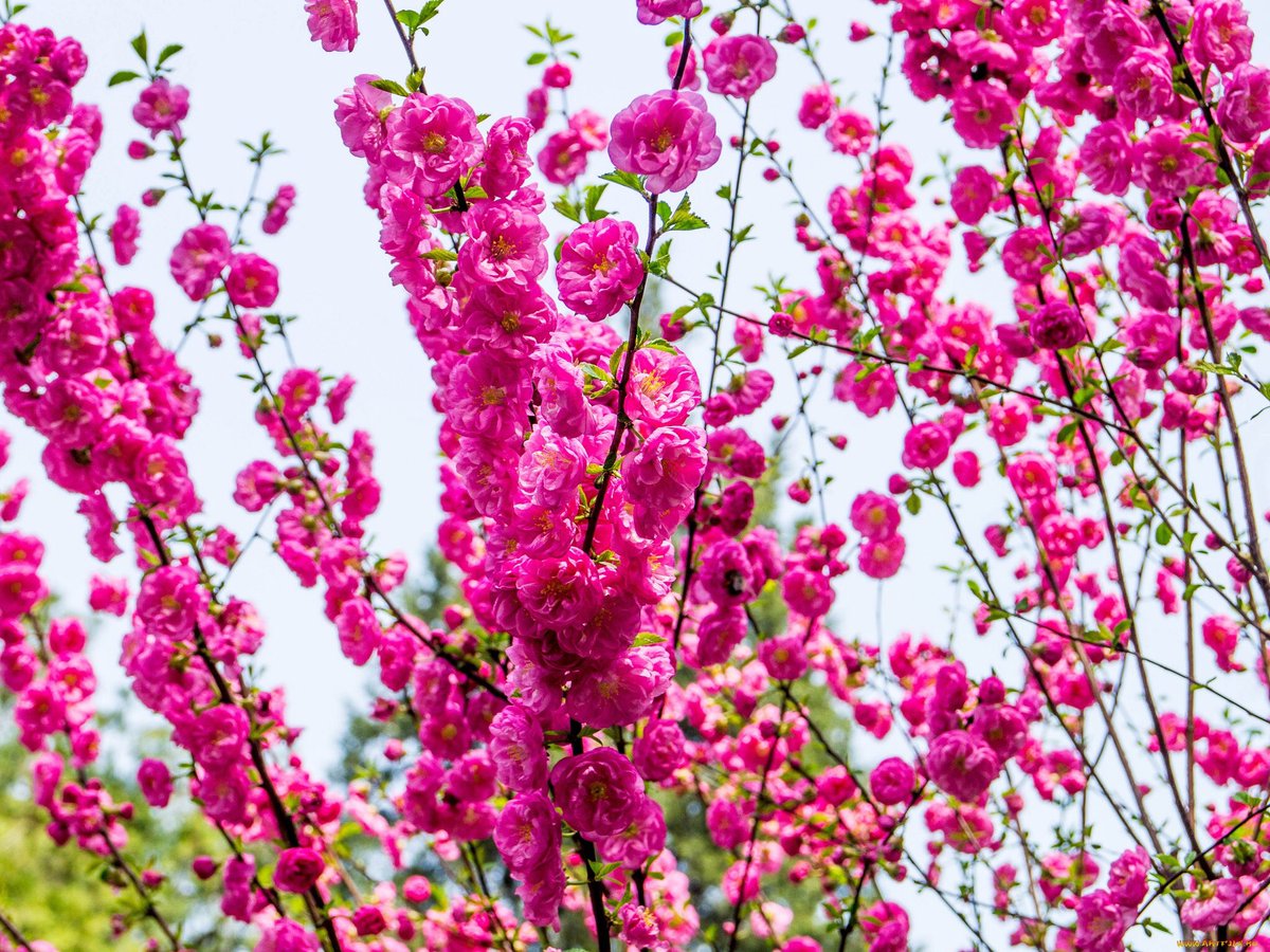 Розовые цветущие кустарники весной. Розовоцветущий кустарник. Миндаль кустарник малиновый. Кустарник с розовыми цветами. Кустик с розовыми цветами.