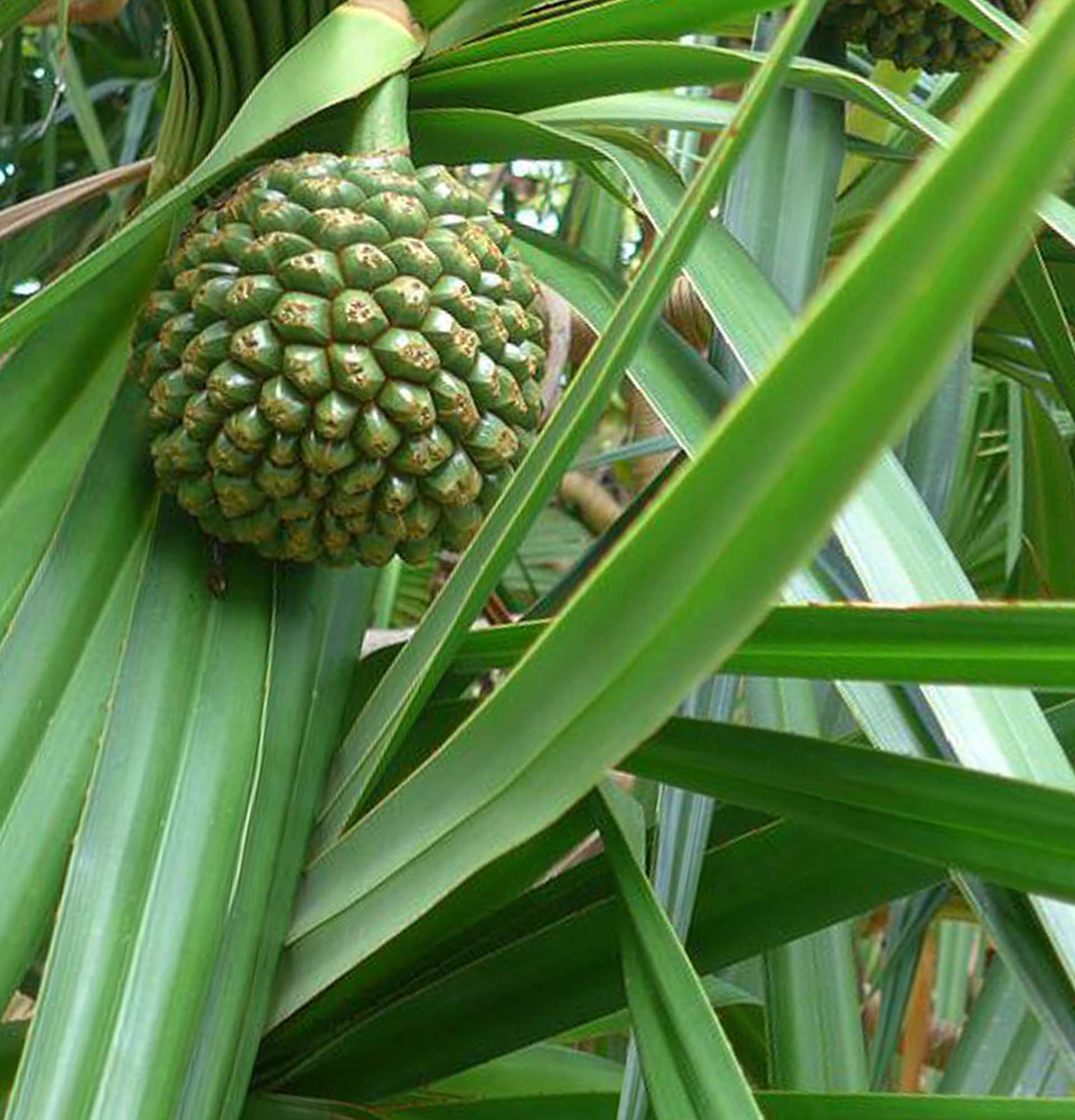 Растение похожее на ананас. Панданус. Пандан (растение). Панданус комнатное растение. Цветок похожий на ананас.