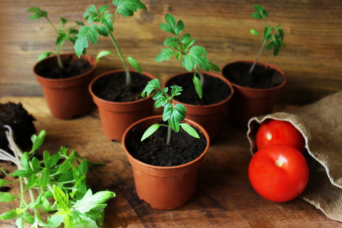 Как посадить рассаду томатов в домашних условиях. Рассада томатов. Горшки для рассады картинки. Утеплитель для рассады. Как лучшее сеять томаты на рассаду.