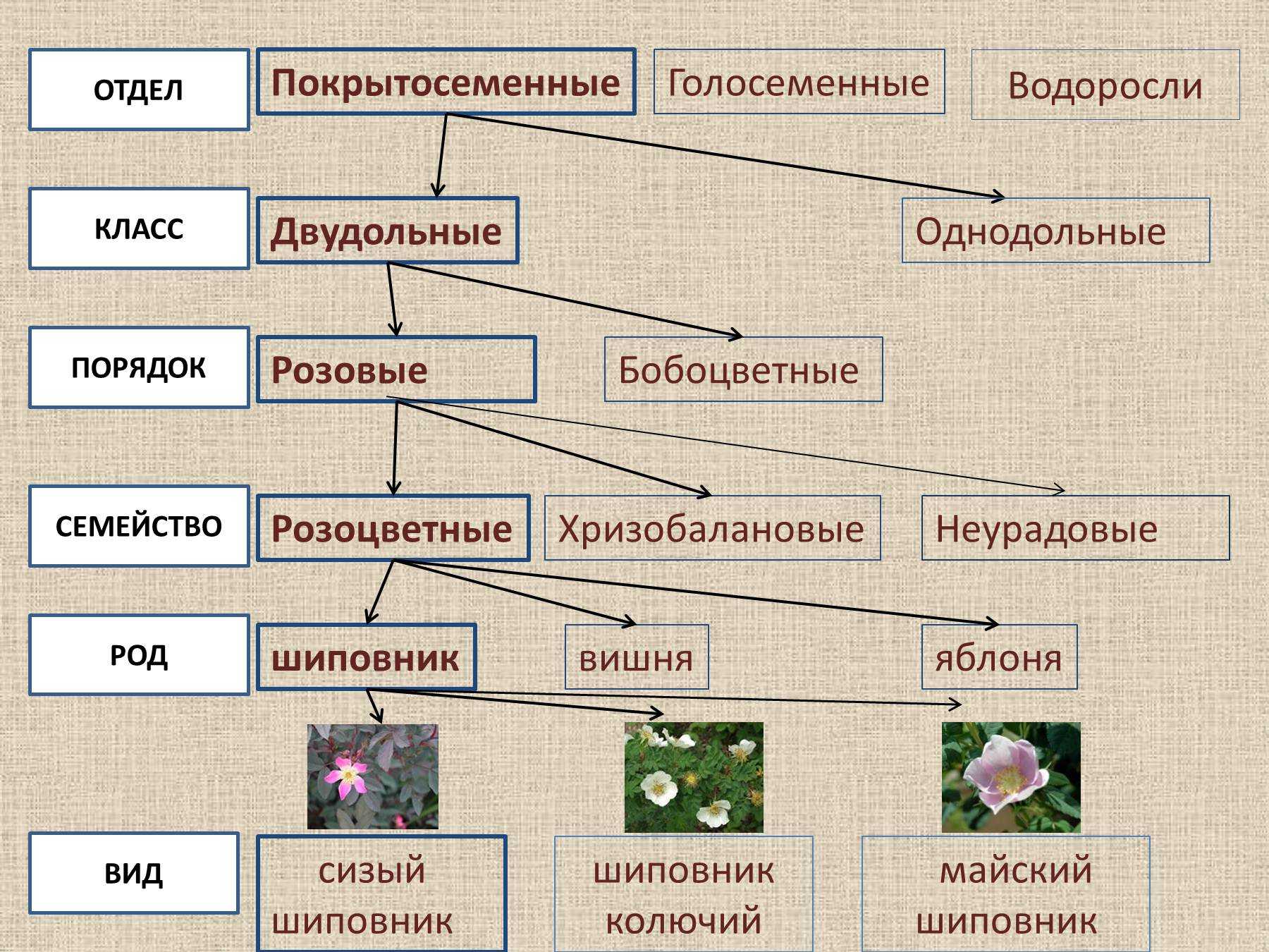 Три примера относящиеся к царству растений. Систематика растений царство отделы. Царство растений отделы классы схема. Систематика царства растений схема. Систематика растений отдел Покрытосеменные классы порядок.