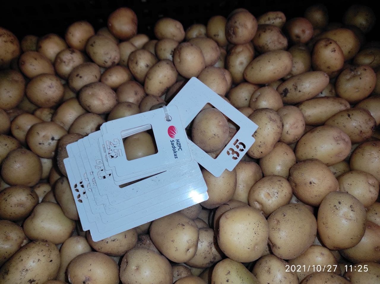 Картофель ариэль фото. Картофель Садокас. Ривьера сорт картофеля. Мини-клубни безвирусного картофеля. Картофель в Чувашии.