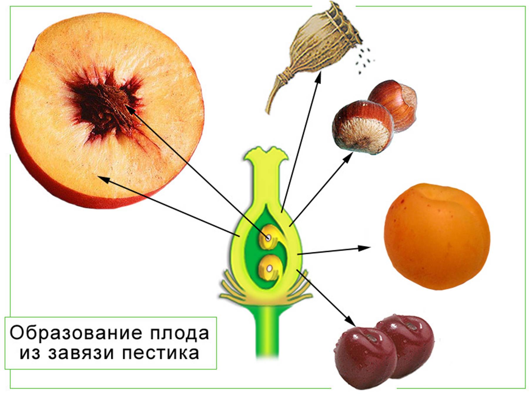 Плоды могут образоваться у растений отдела