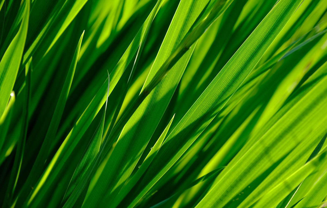 Покажите зелень. Зелень трава. Текстура травы. Зелёные растения. Трава фон.