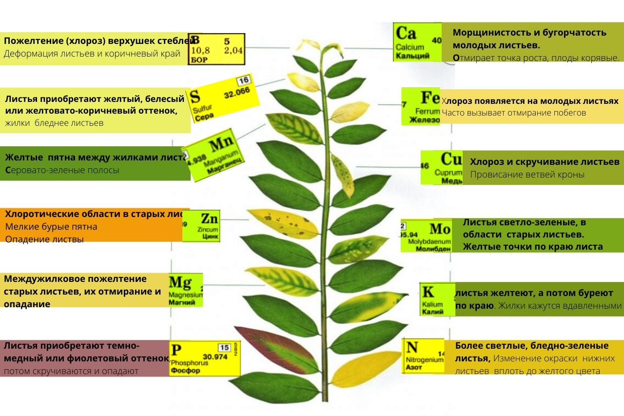 Как отличить растения. Избыток питательных элементов растений таблица. Нехватка микроэлементов у растений по листьям таблица. Недостаток элементов питания у растений по листьям. Недостаток микроэлементов у растений.