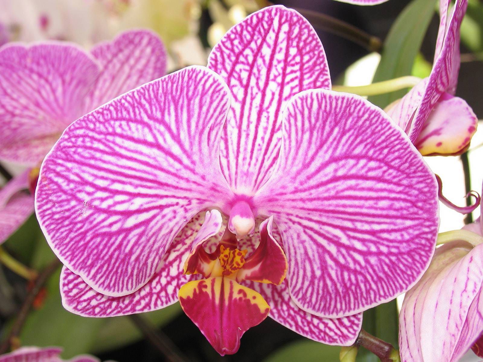 Каталог орхидей с названиями. Орхидея фаленопсис. Фаленопсис Вондерфул. Romanion Орхидея. Орхидея Phalaenopsis.